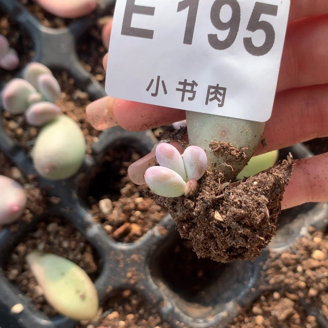 195米可叶片叶插