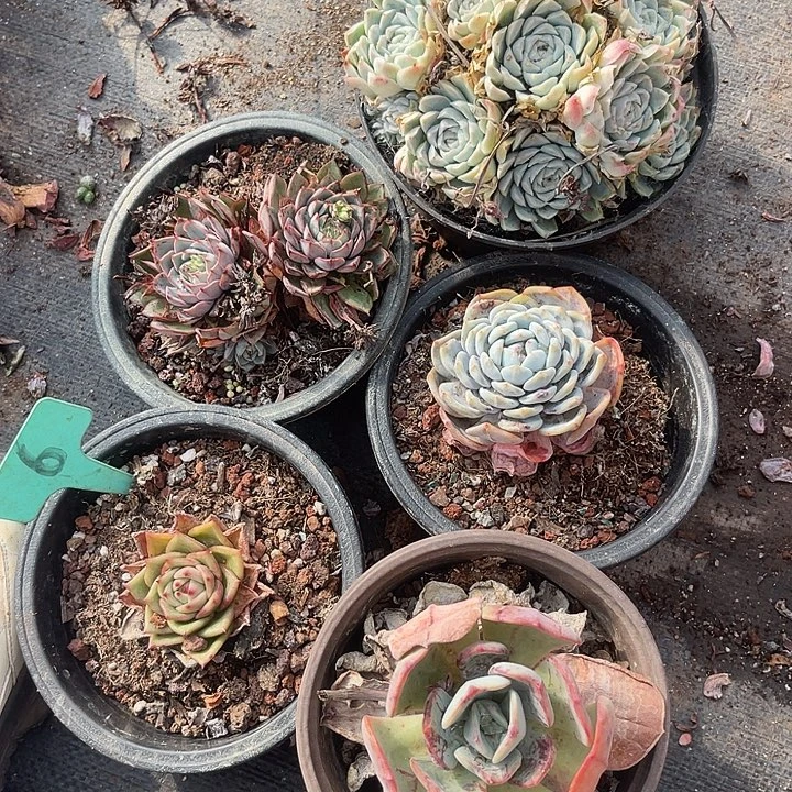 两单包邮，散，不售后，6