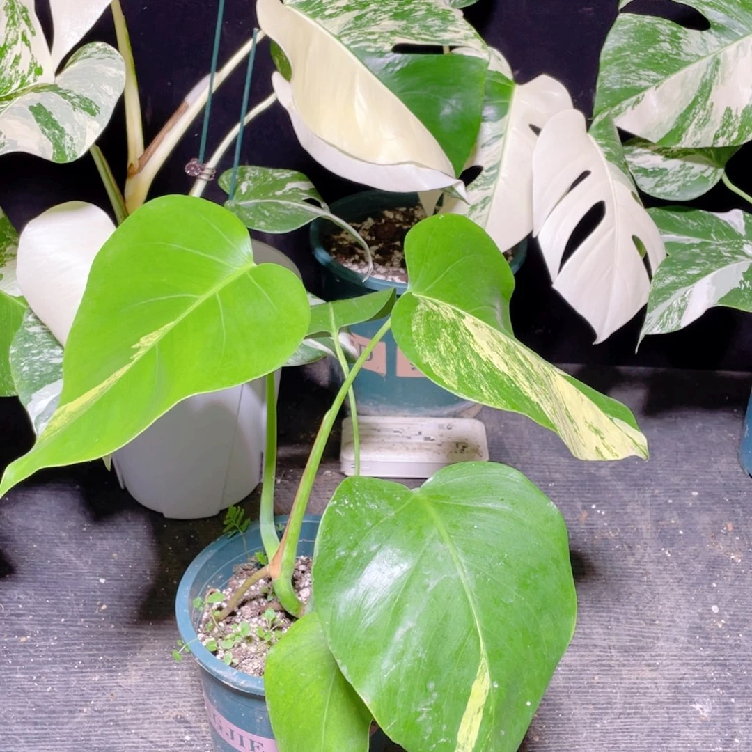 用***9完全开放016黄龟不包蕉叶和叶损