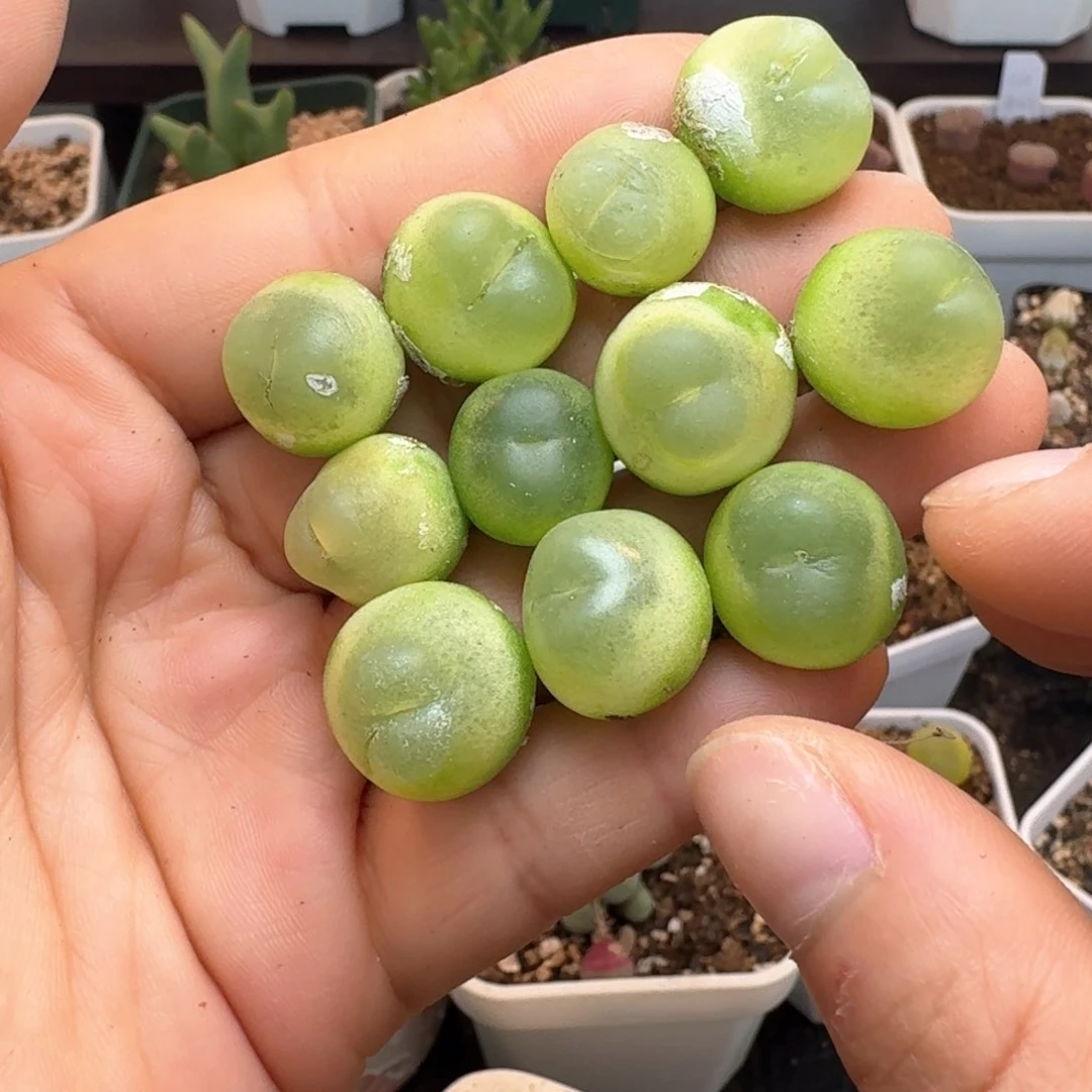 略*略47整首福利出有瑕疵一物一拍