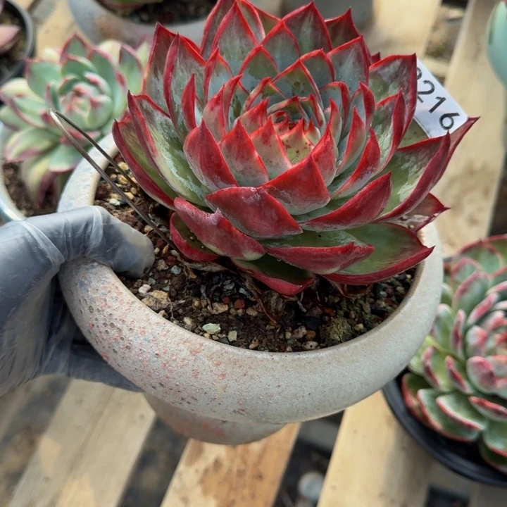 惊鸿仙子 2216...........