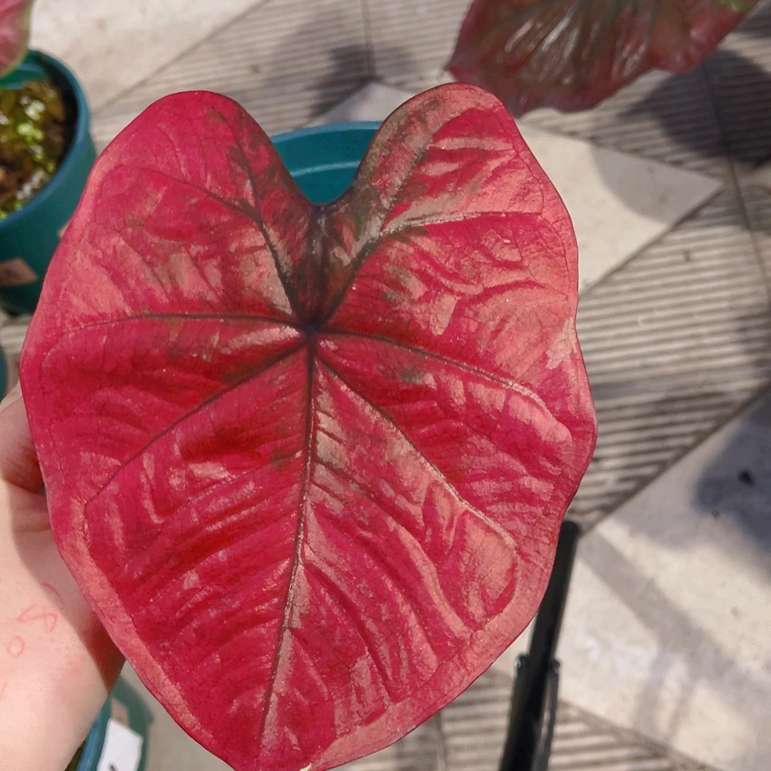 完全开放1452泰彩一物一拍