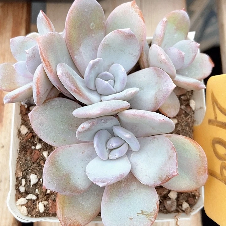 多肉植物韩版奶茶四头2109