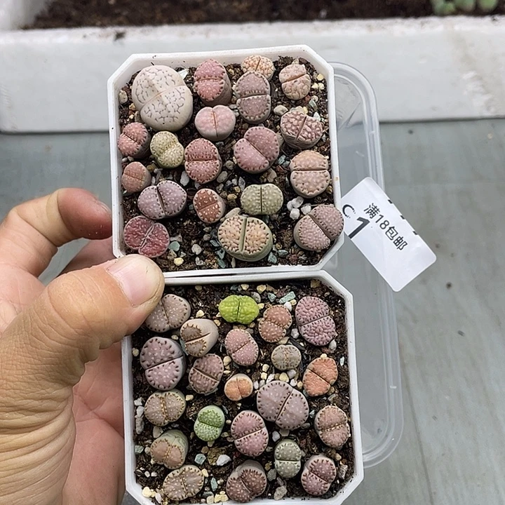 白***枫0000000000000001