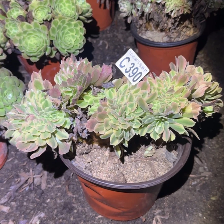 红秀缀……多肉植物的
