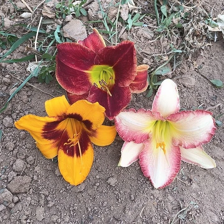 当前无花栽培后可以开花