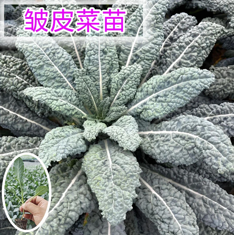 皱叶菜羽衣甘蓝种苗带土球适合花园阳台四季盆栽地栽种植