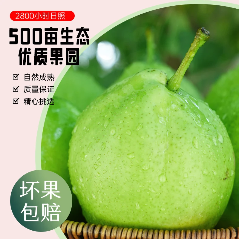 新鲜采摘皮薄甘甜香梨口感鲜美当季水果内蒙古冰糖酥梨果园直发1