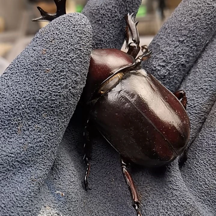 8加  红魔独角仙 包邮包活