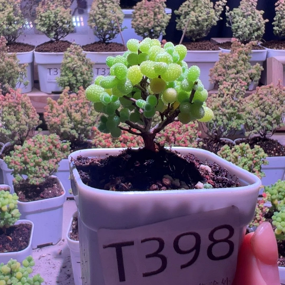 398蜜橘带盆土发货一物一拍