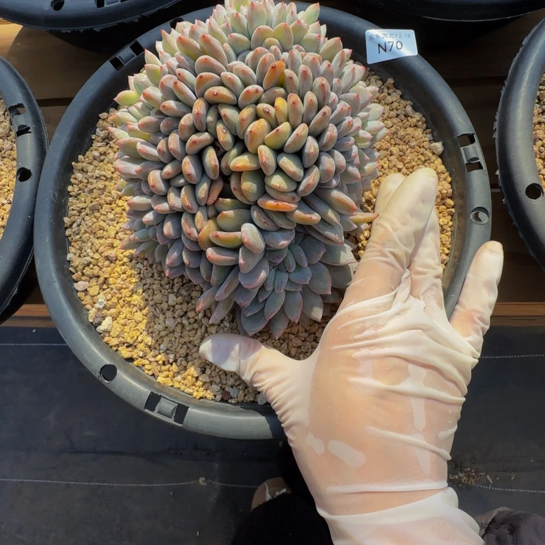 n n n n n n n n n 70