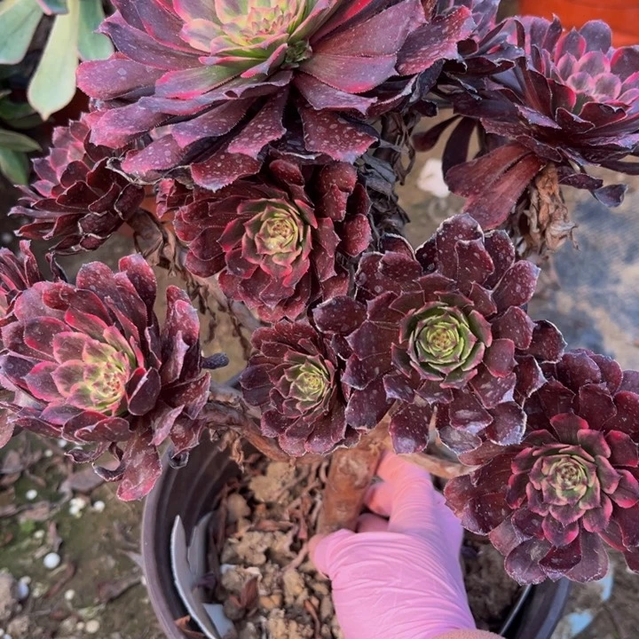 115黑金刚多肉法师不包断枝