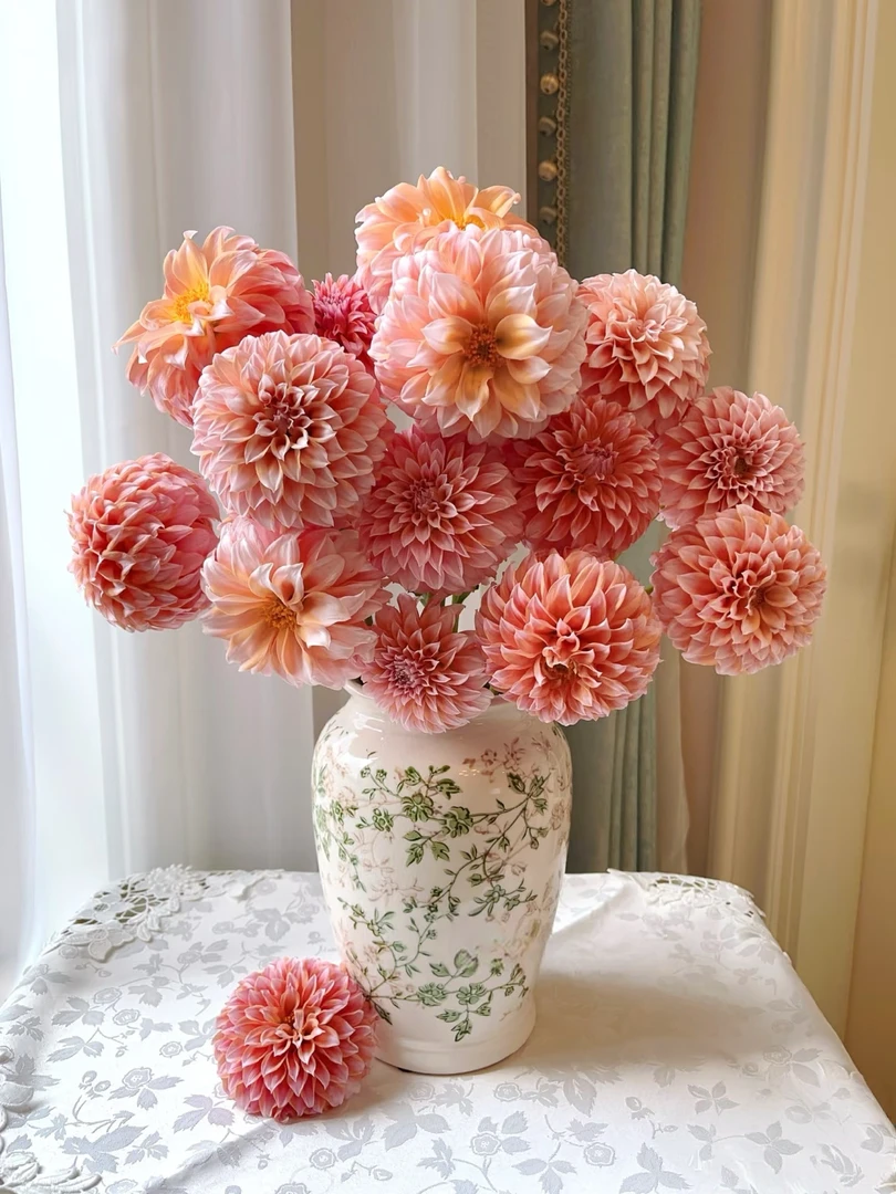 【叮当优选】奶油桃子-大丽花