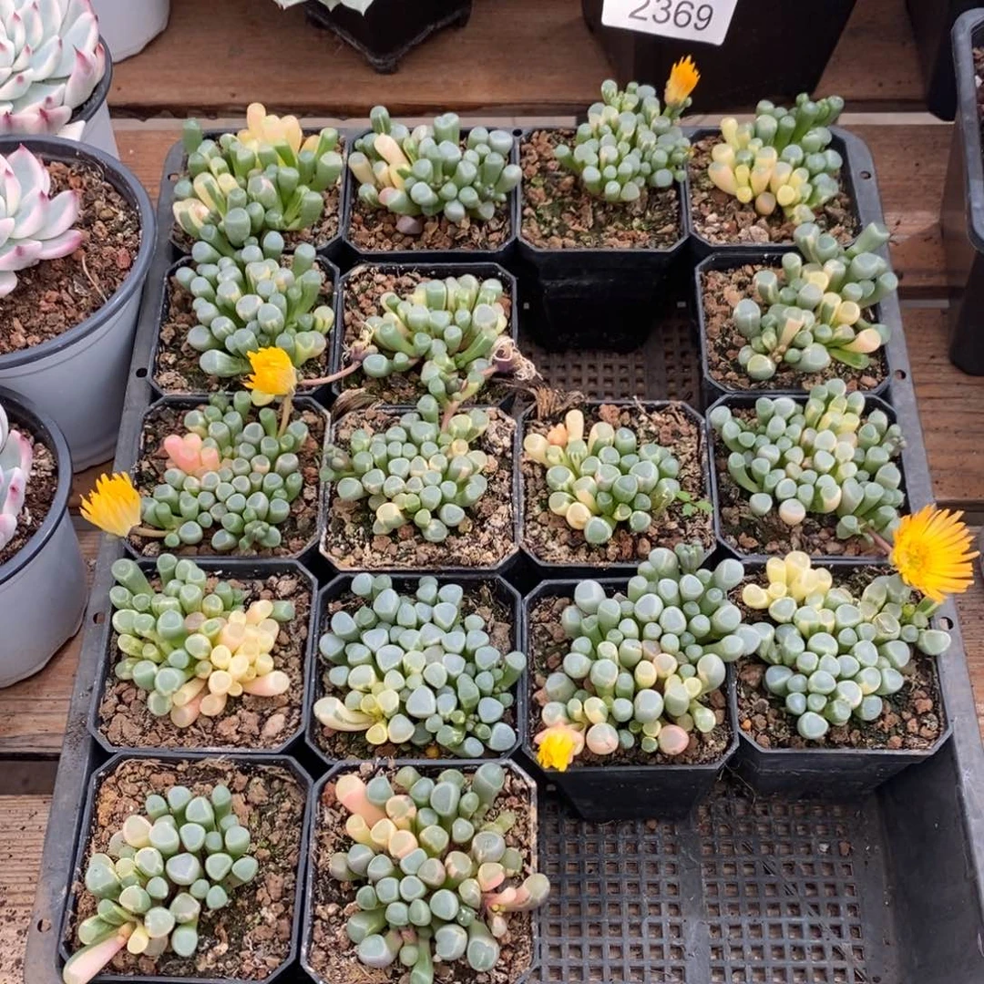 五十铃玉锦（随机一个）带盆土