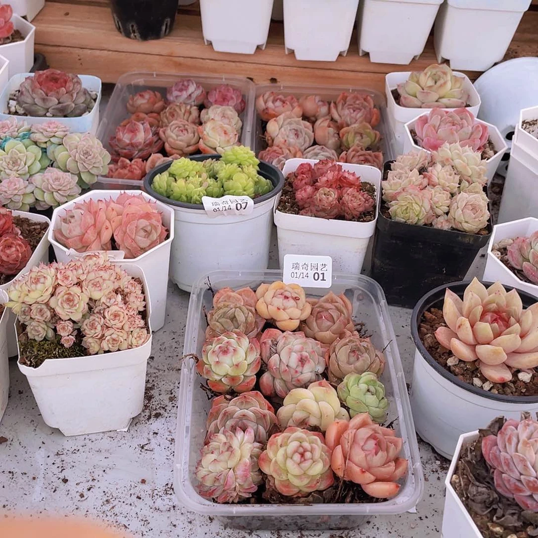 000000000000000001量拍