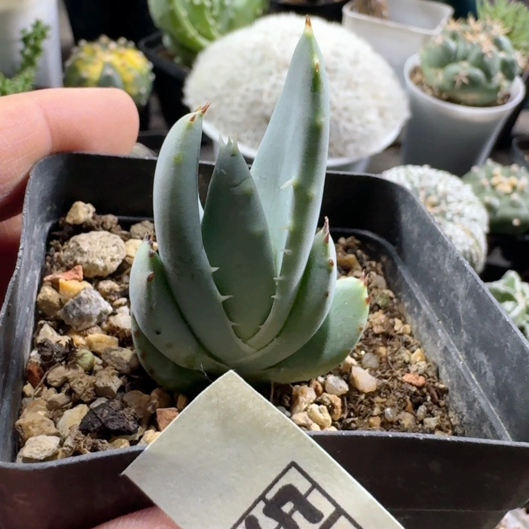 546柏加芦荟脱土发货