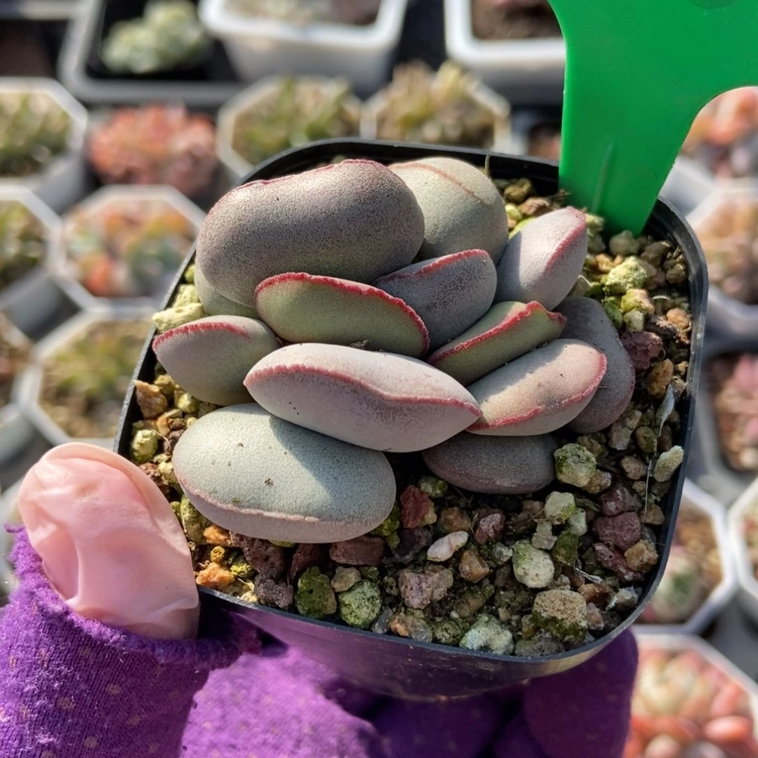 750红蛋多肉植物保护