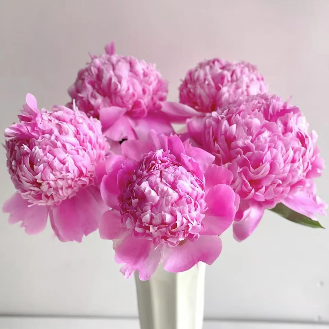 5枝蓝富士芍药 生花苞发货【两单顺丰冷链或京东快递】