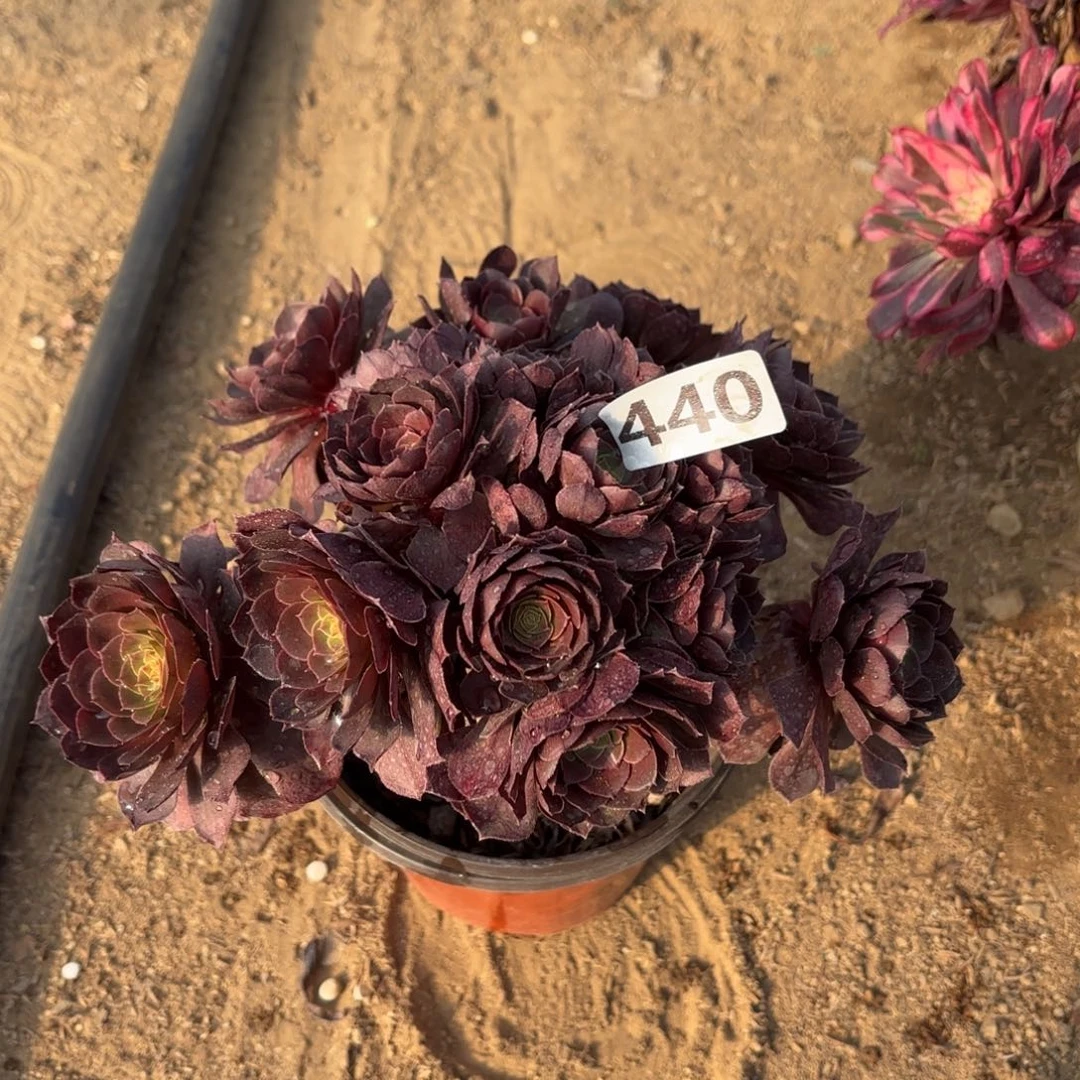 440黑魔多肉不包损