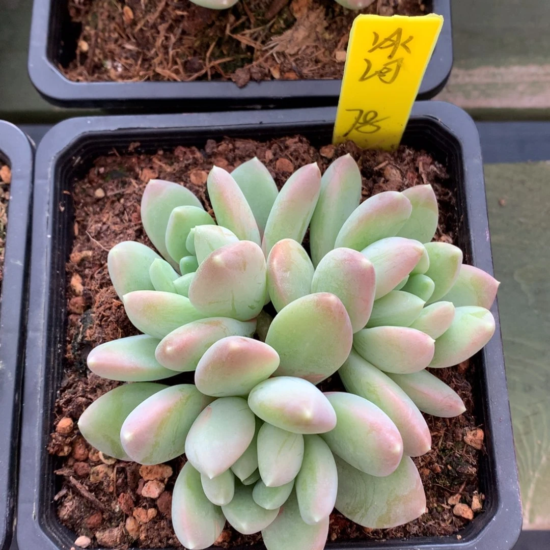 我们家的小姐姐们都