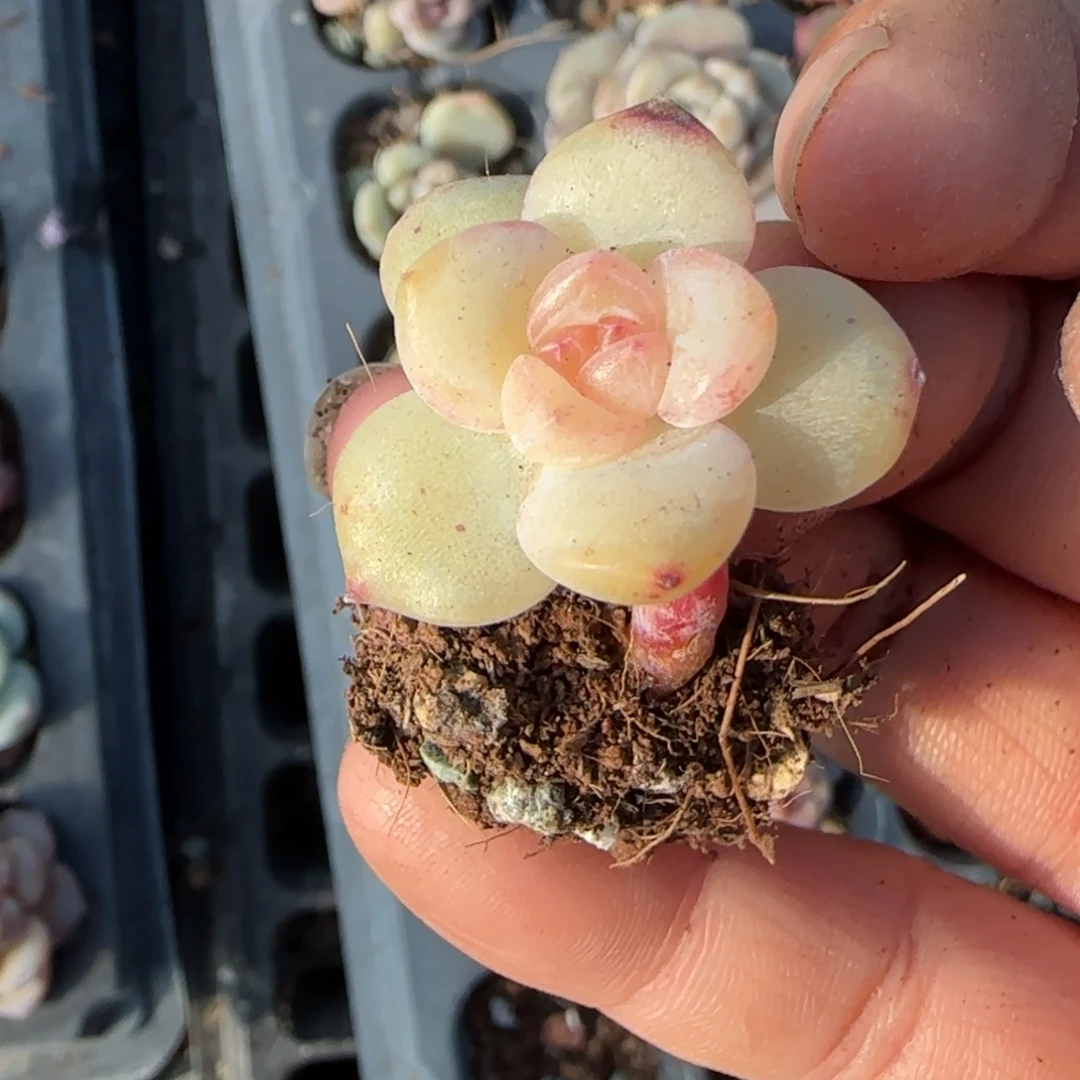 多肉小卡拉米糖心一物一拍