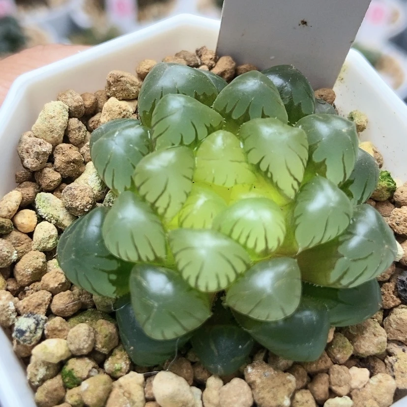 【闪购商品】初桔70