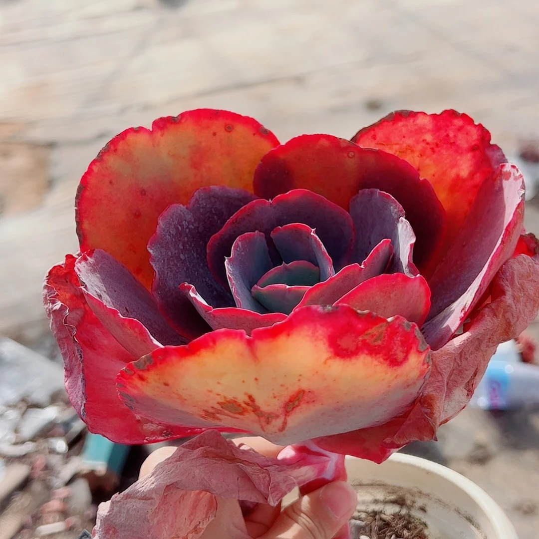 天空之城大单头精品特价