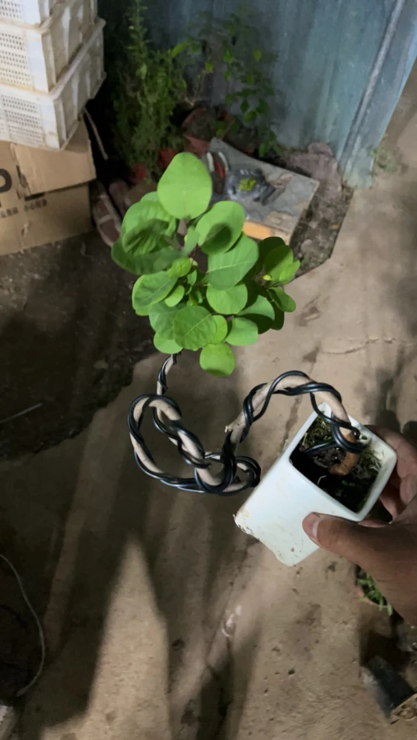 客厅懒人盆景黄栌带盆