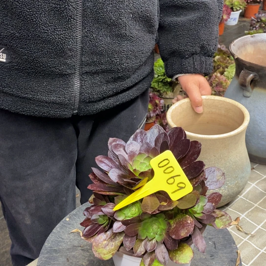 红陶竹0069赤焰莲一物一拍