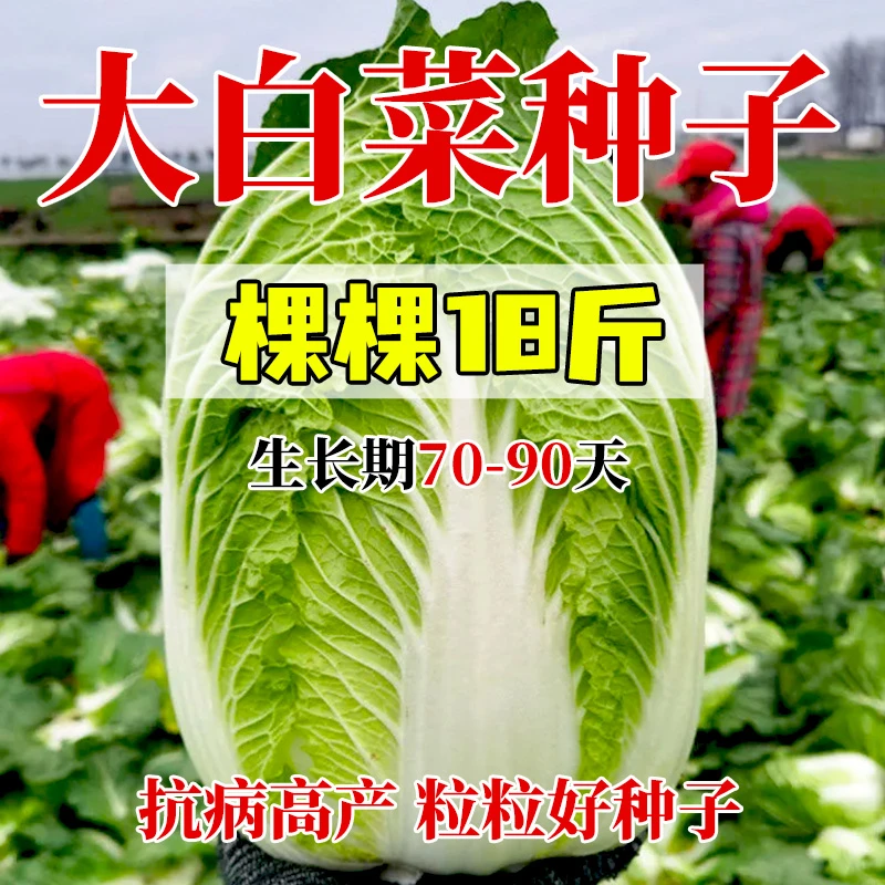 颗颗十八斤大白菜种子高产包心白菜耐寒抗病家庭秋冬播种蔬菜种子