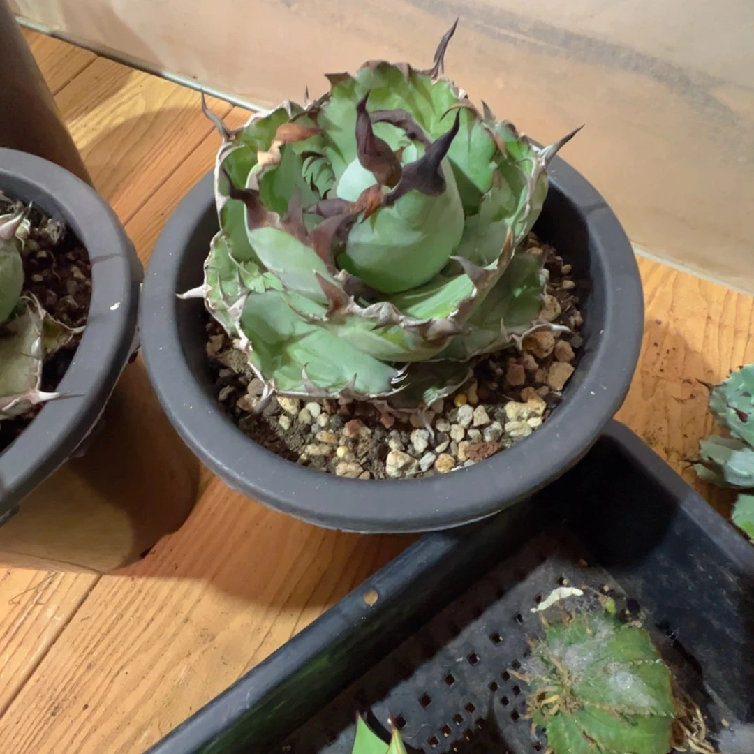 货****多龙舌兰蓝鲸666