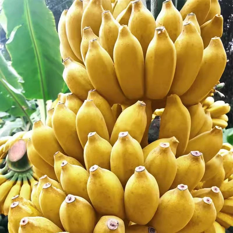 正宗苹果蕉新鲜孕妇整箱糯水果现摘自然熟当季小米蕉广西香蕉粉蕉