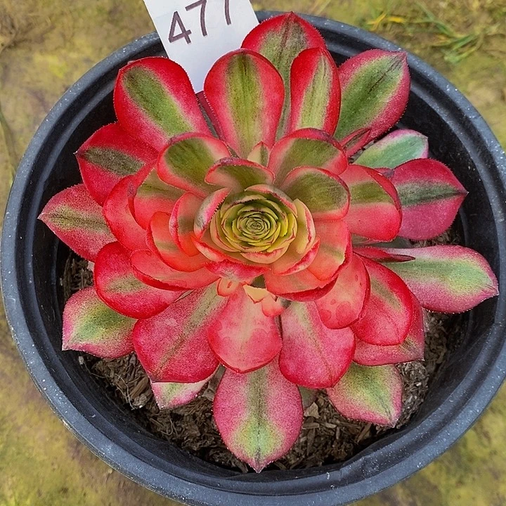 法师锦多肉荔枝477