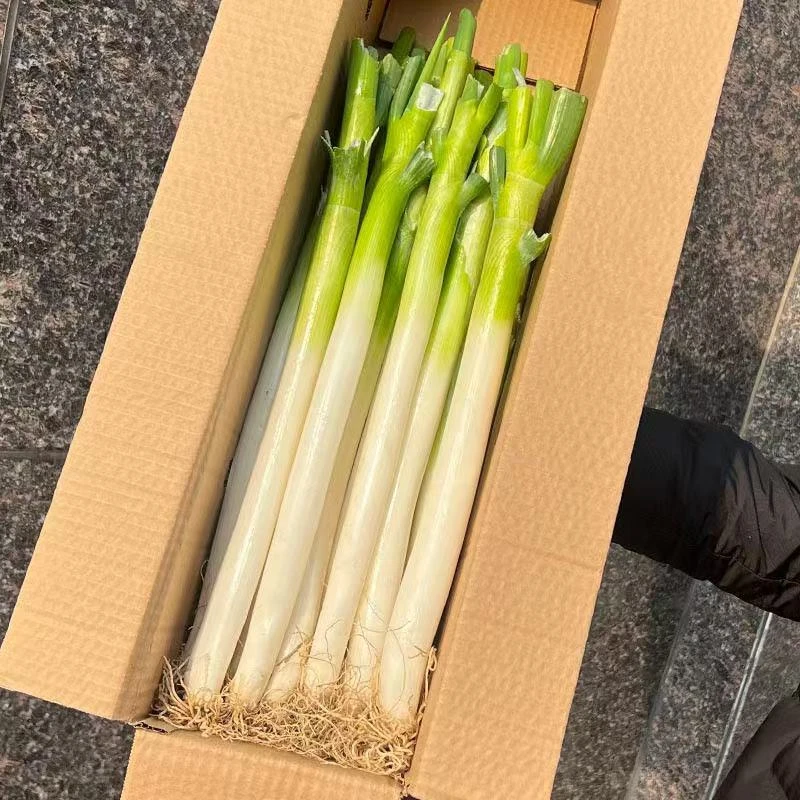 山东正宗新鲜铁杆无叶大葱甜脆蔬菜产地直发