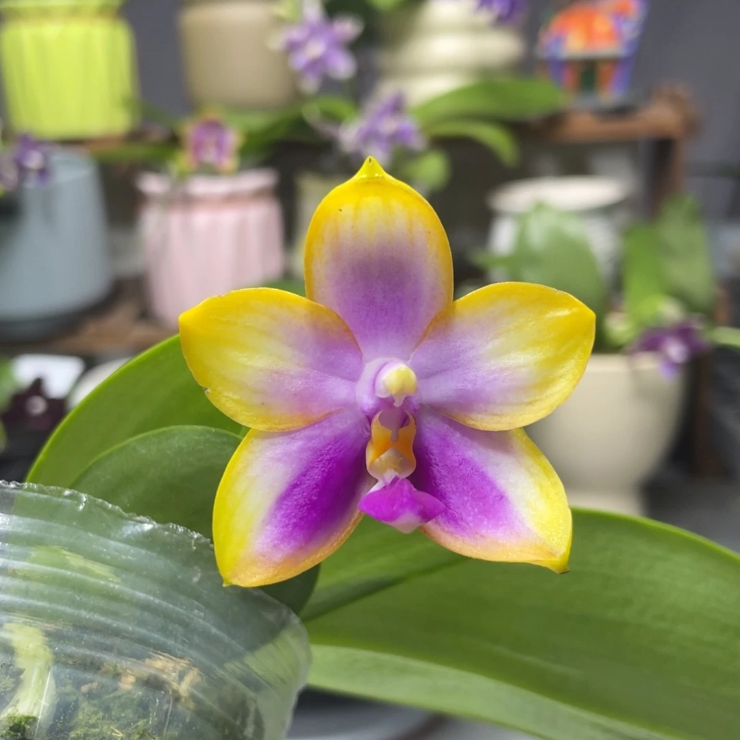 完全开放龙玛丽，2.5杯开花株