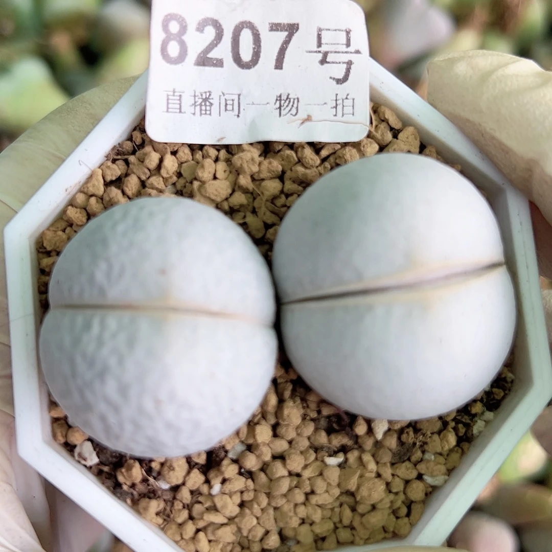 8207 好养易活生石花大母本两颗