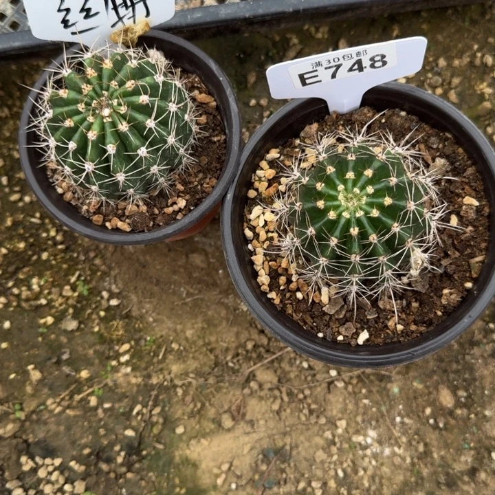丝牡丹热加E748一组