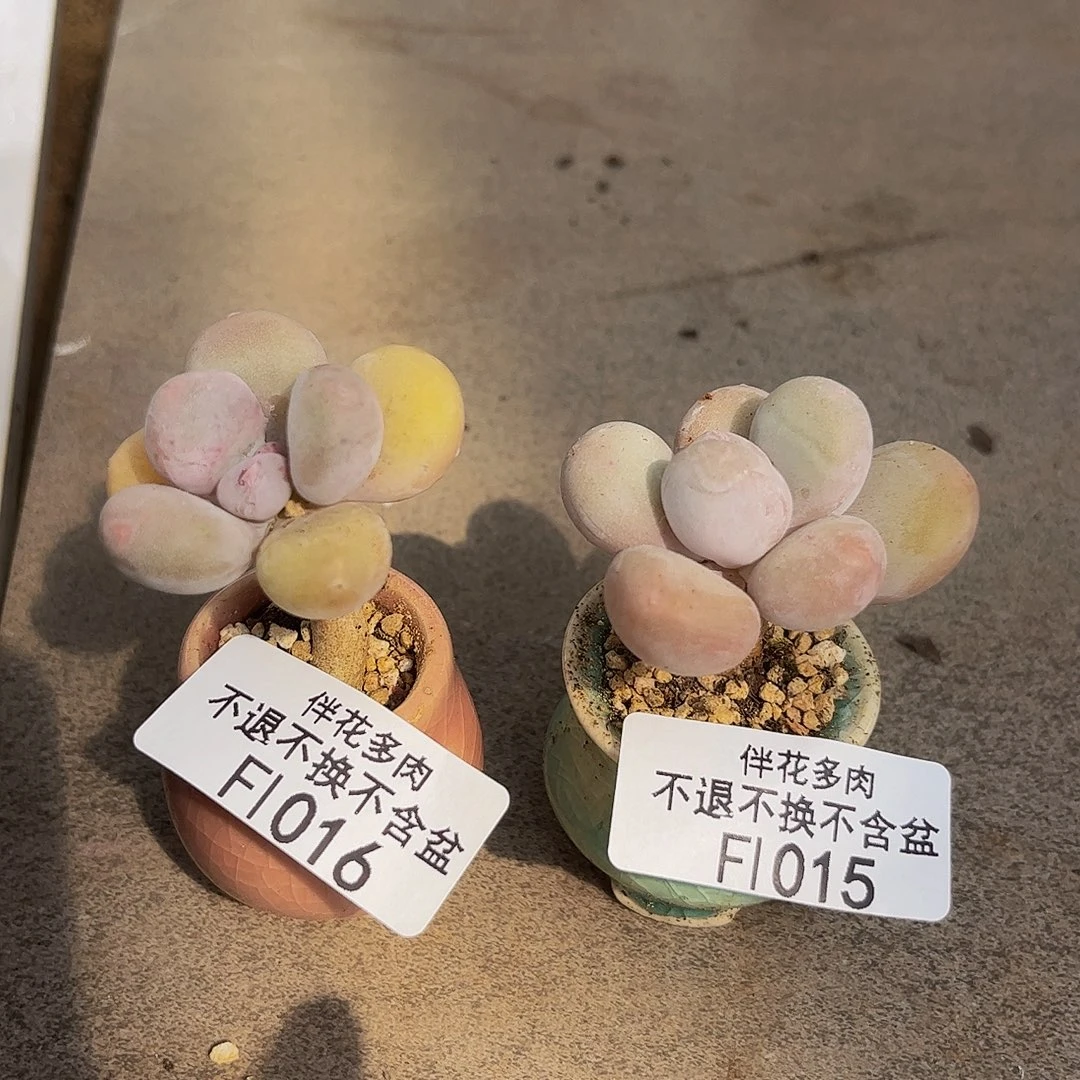 016-015-蛋黄奶老桩2cm