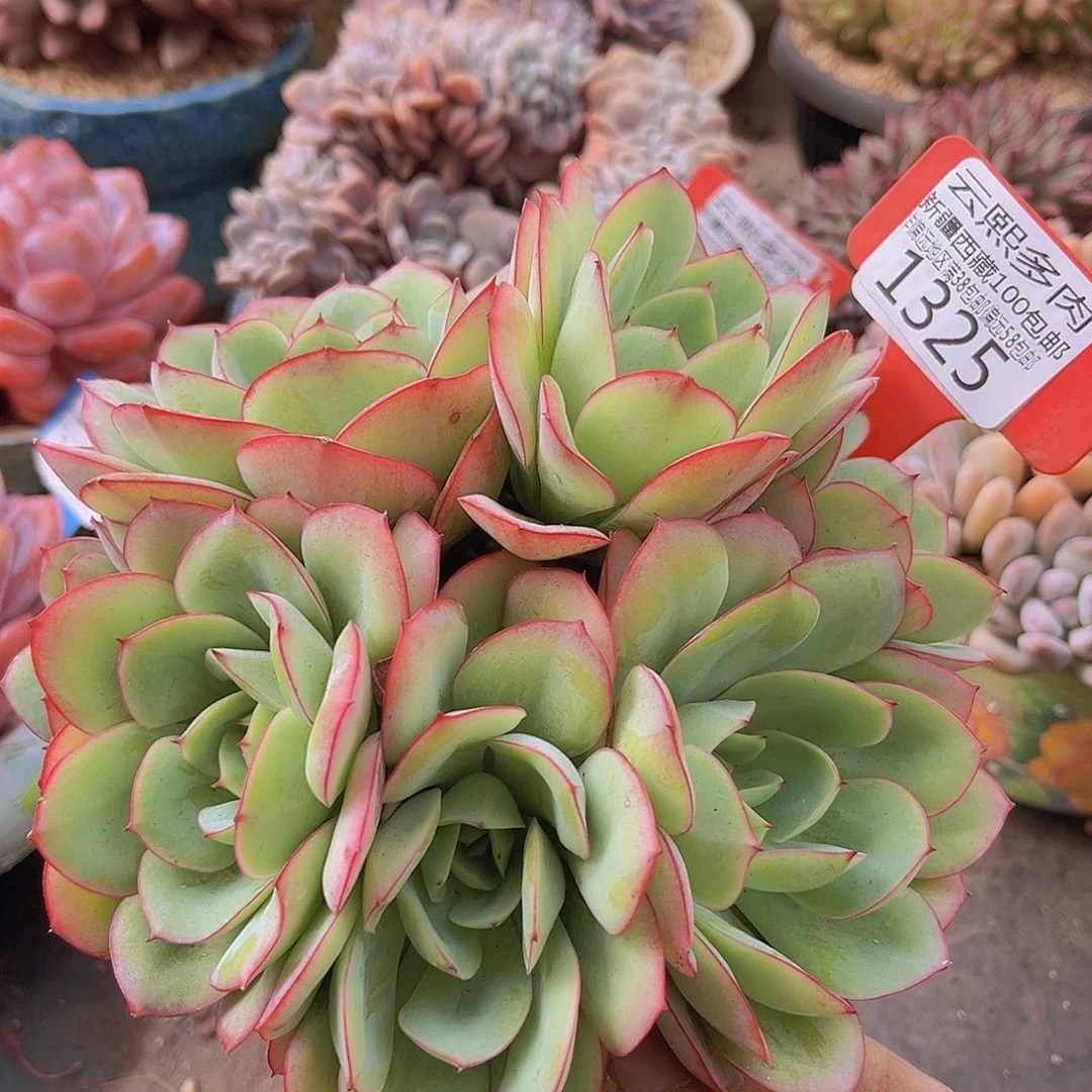 1325牡丹亭多肉植物