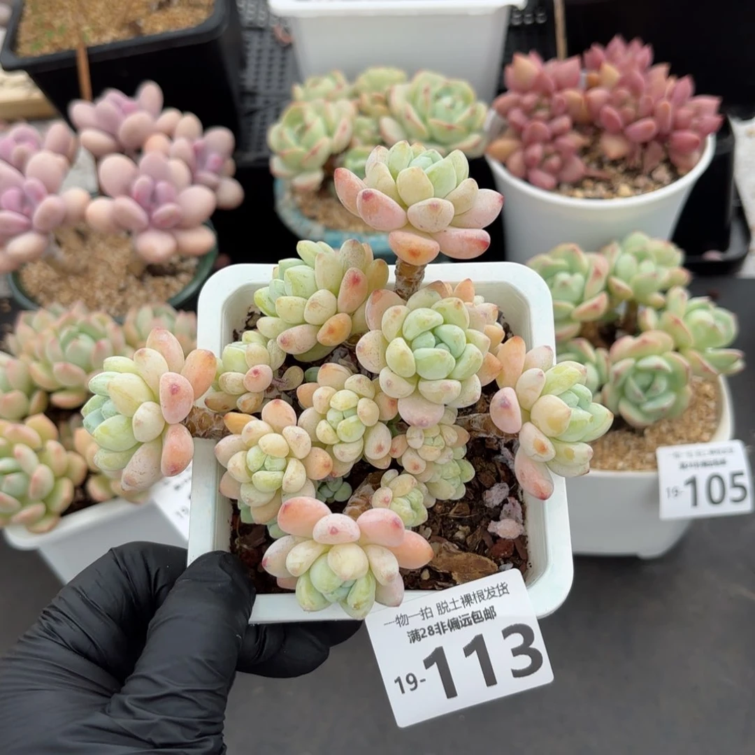 樱花罗绮老桩多肉多肉