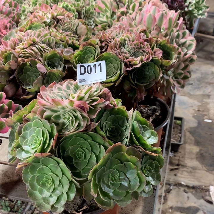 冯***长011倾城万圣节多肉法师