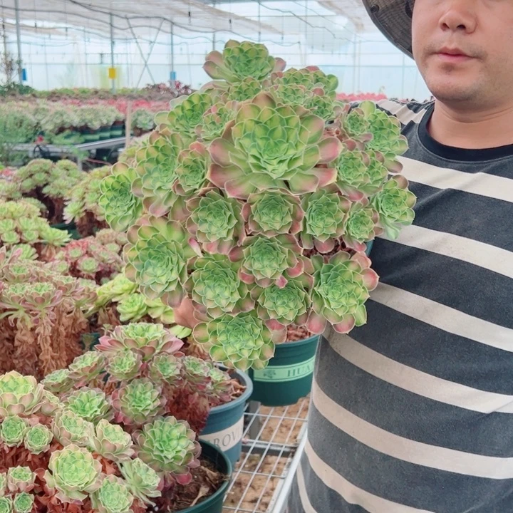 大颗韶华多肉法师