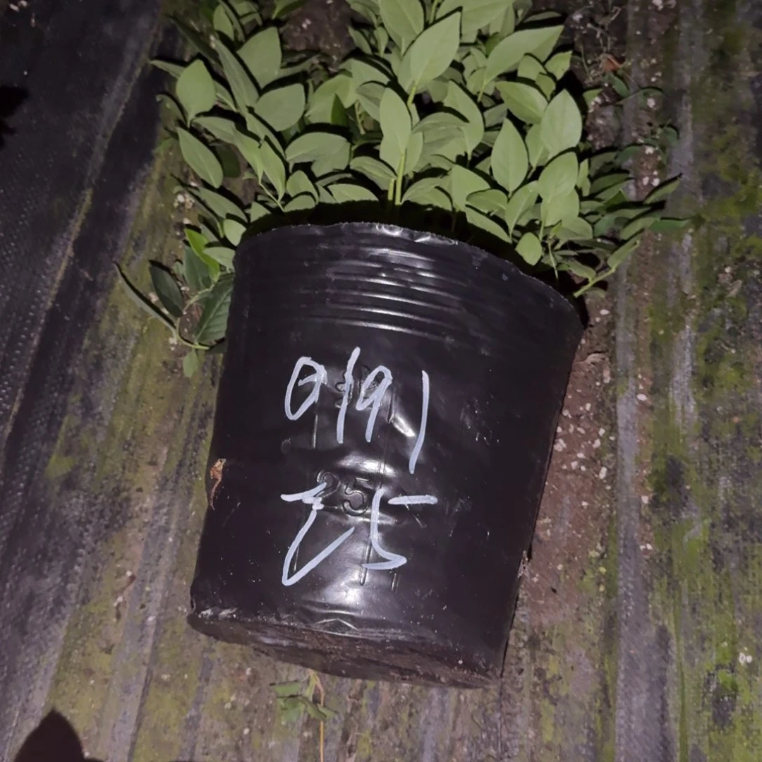 一***揍大钵25一物一拍0191