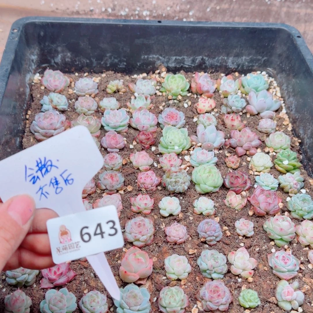 多肉植物多肉植物