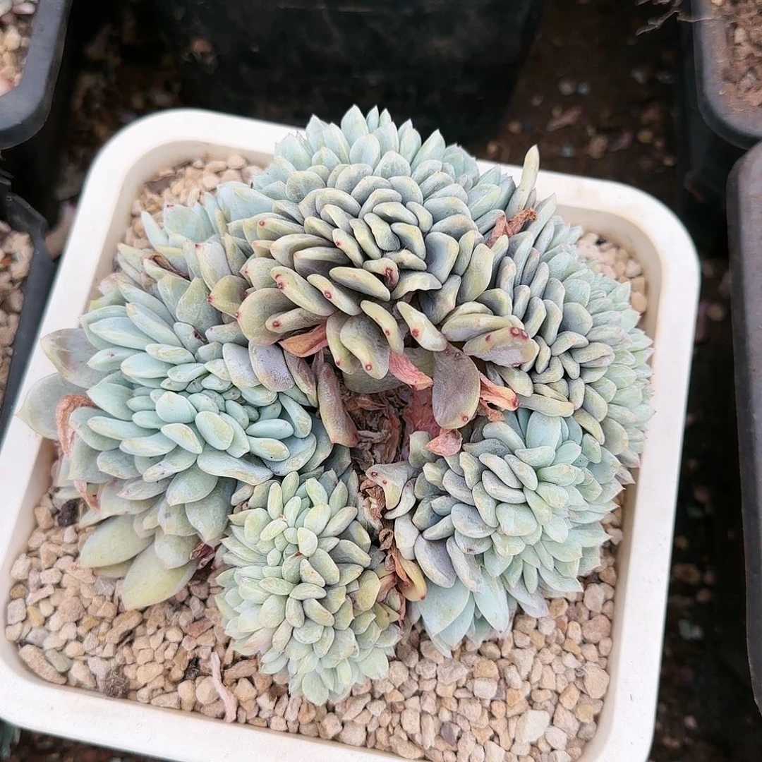 喧喧，星影缀85           肉