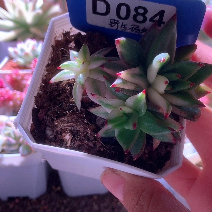 野生玛利亚群生有根