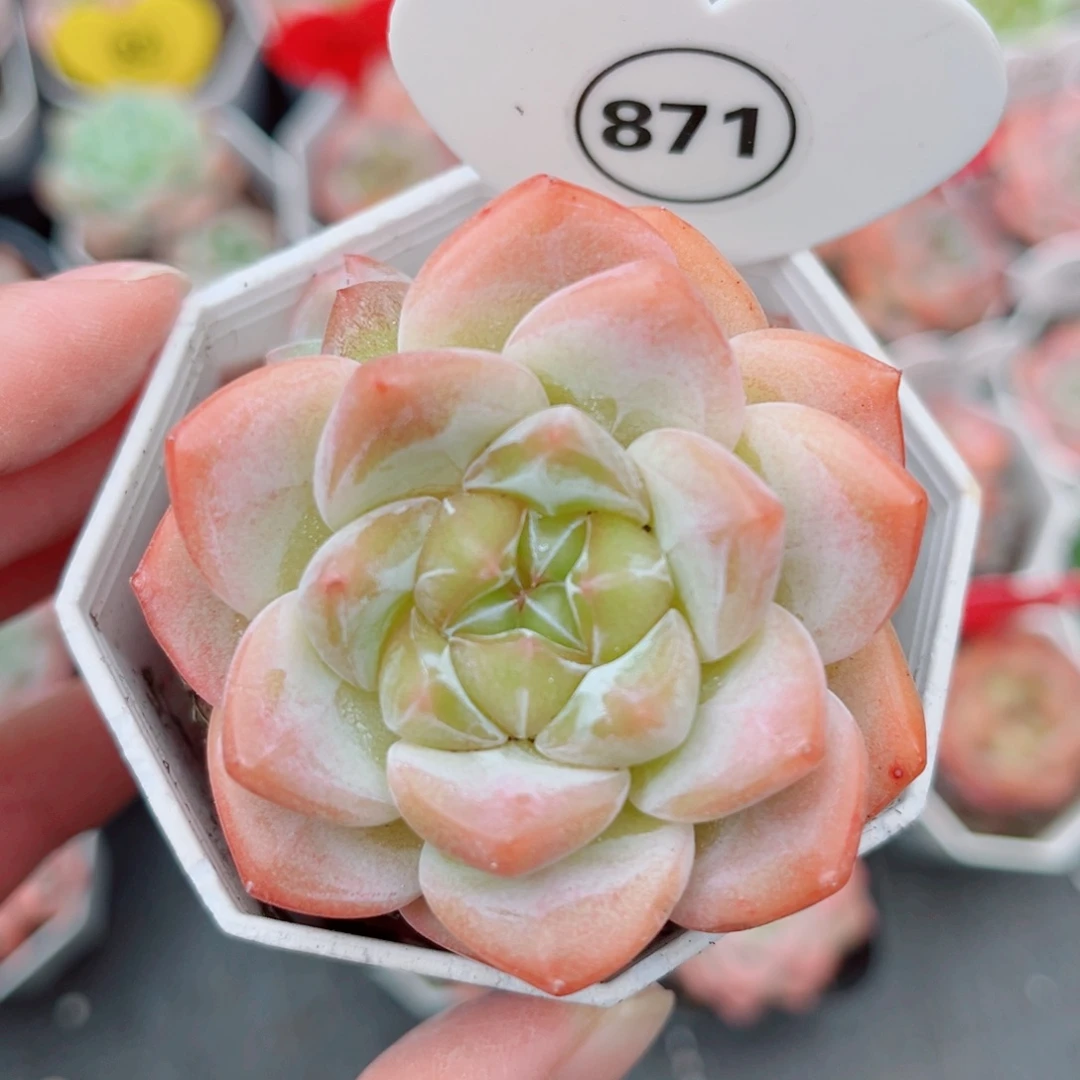 871号老桩糖心群4头