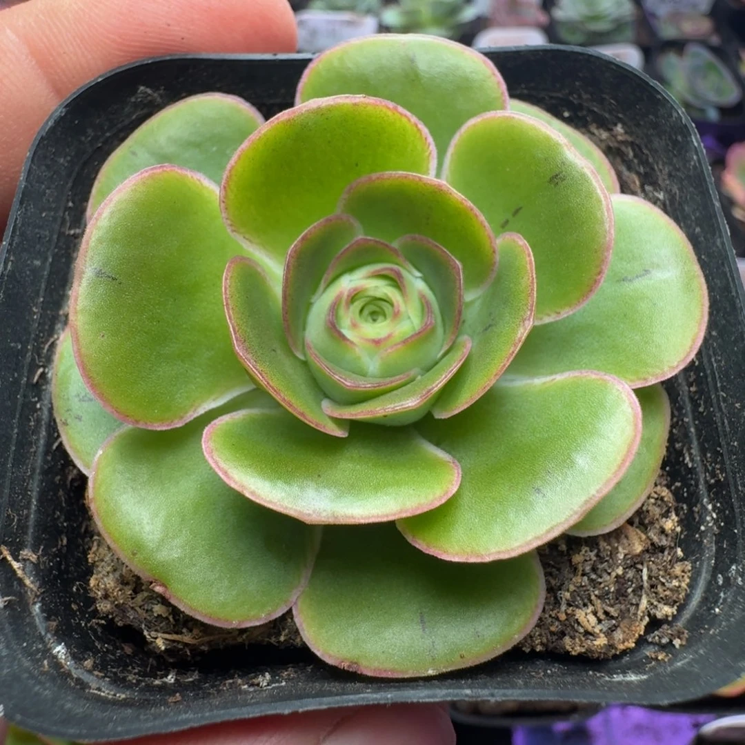 楹楹-114-冠幅  4Cm