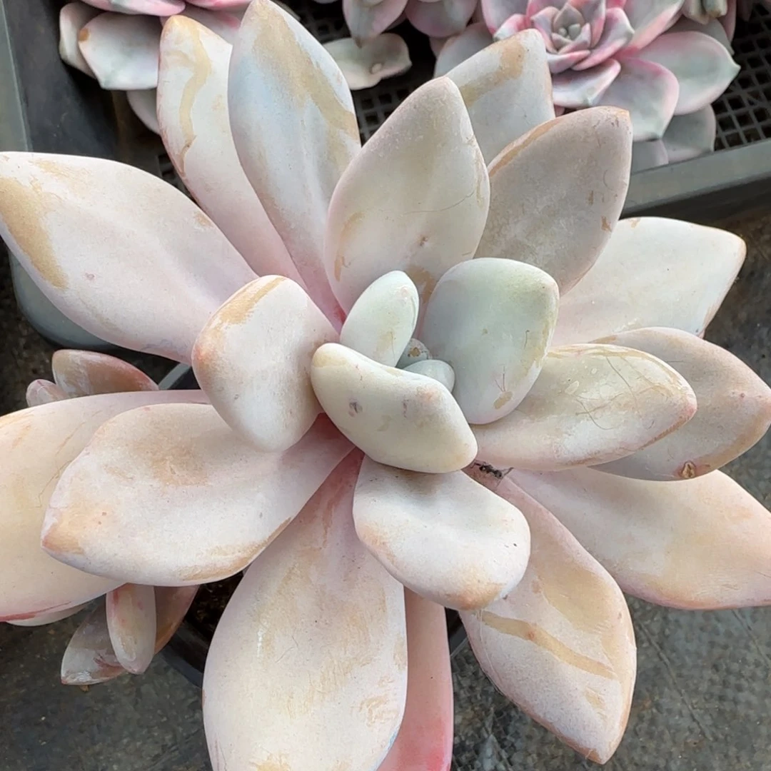 渼*粉兔   多肉 植物