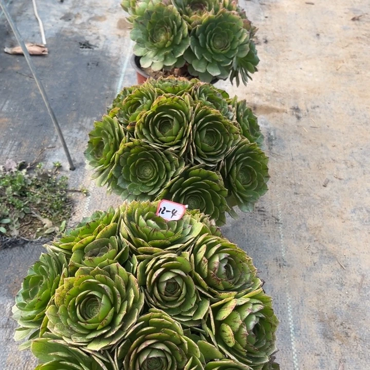 12-4拉丝朵朵亮牌一个多肉植物